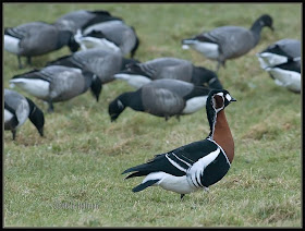 Barnacla cuello rojo Branta ruficollis