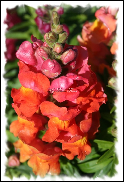 snapdragons