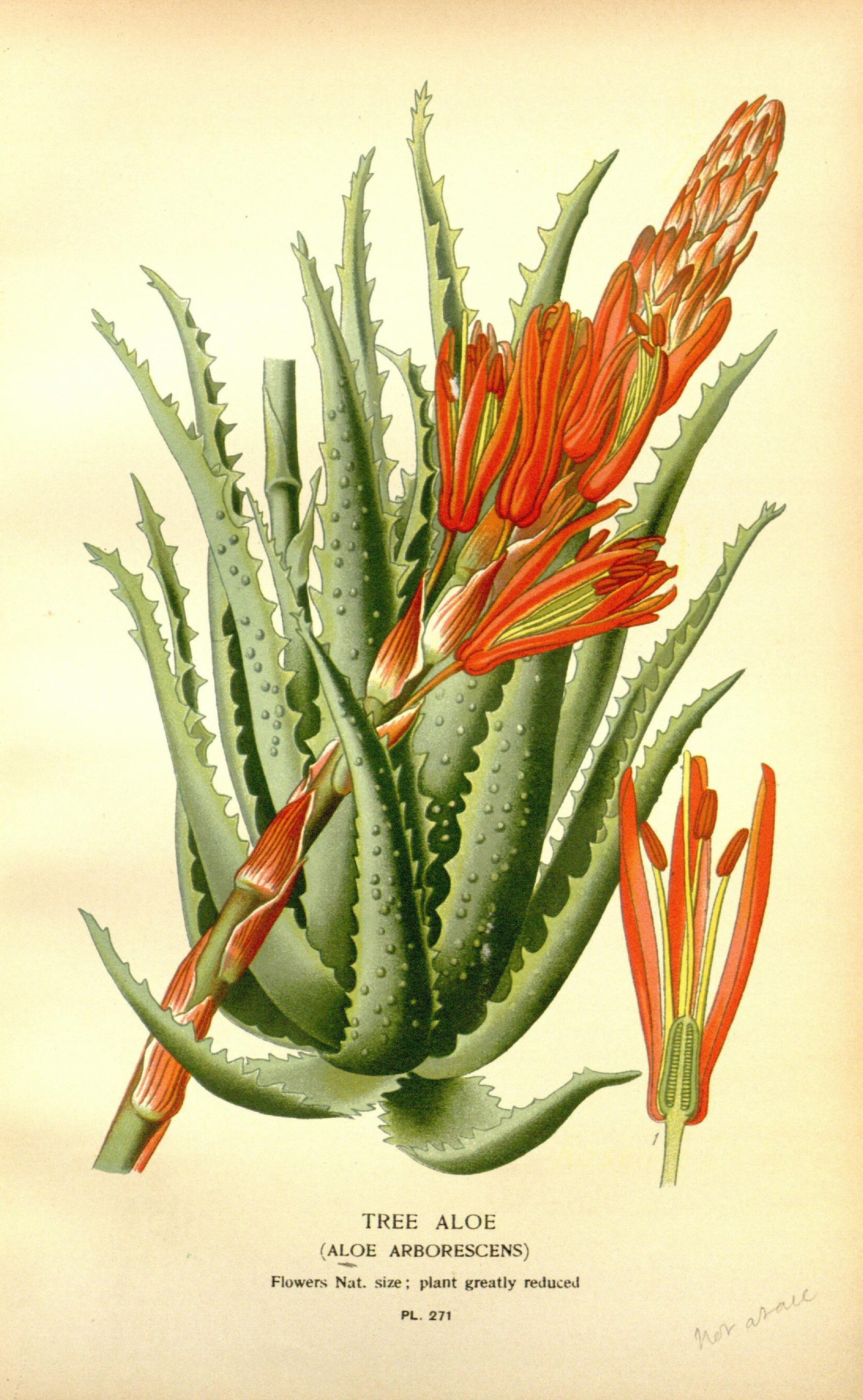 Схема алоэ. Алоэ древовидное столетник. Алоэ древовидное (Aloe arborescens). Алоэ древовидное ботаника.