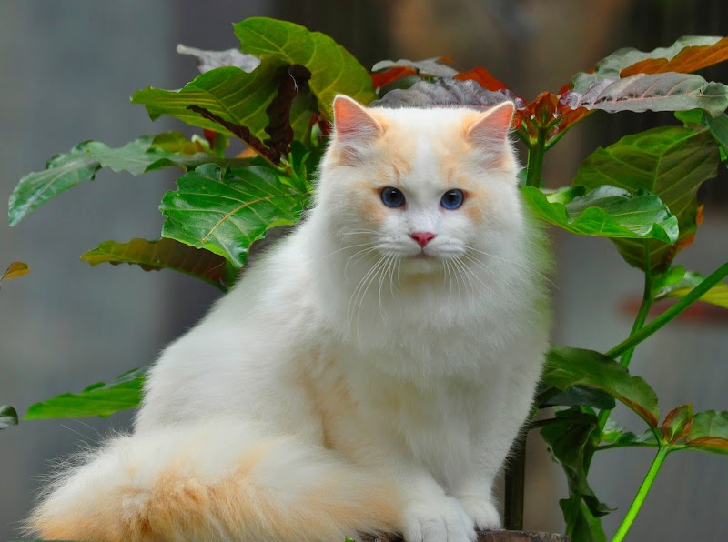 13+ Koleksi Kekinian Wallpaper Kucing Di