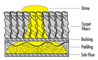 www.mychemdry.com