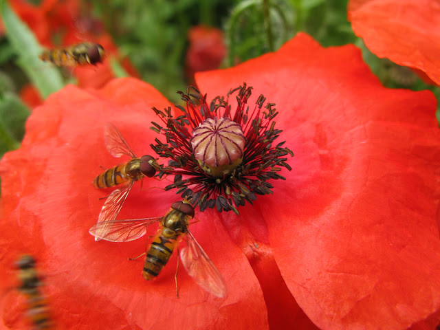 Hoverflies on red poppy flower.