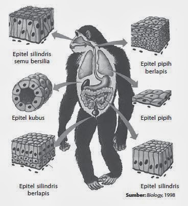 Penjelasan Tentang Jaringan Epitel  Biologi Indonesia