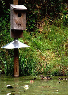 plans for wood duck nesting box