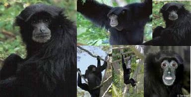 Kisah Siamang Bukit Antarabangsa