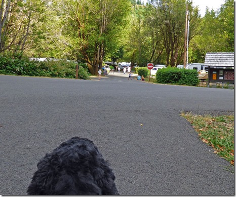 Bubba watching kids at Alfred A. Loeb State Park