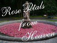 Rose Petals from Heaven
