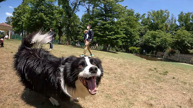 保護犬 ボーダーコリー トーマ 小谷流の里ドギーズアイランド