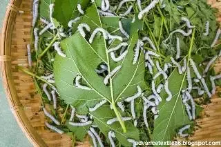 Cultivation of silk