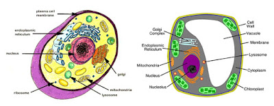 Animal and plant cell