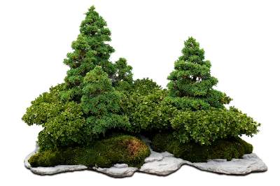 forest style of bonsai