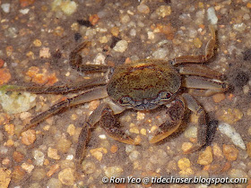 Johnson's Freshwater Crab (Irmengardia johnsoni)