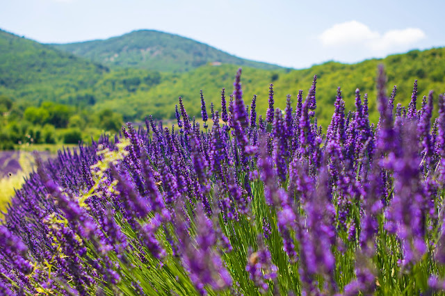 Campi di lavanda verso Auribeau