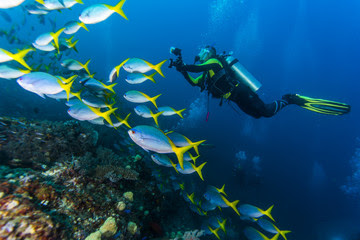 scuba diver underwater with fish and corals