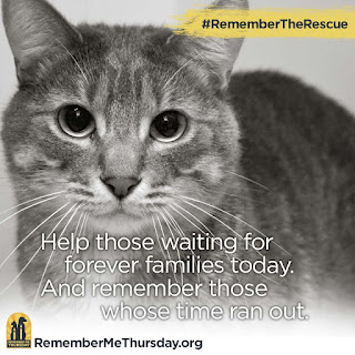 Remember Me Thursday—Cat Lives Matter