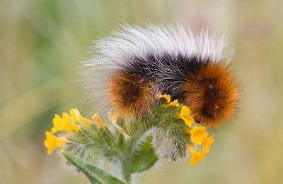 Fotografías de insectos como Arañas, Abejas, Moscas, Catarinas, y Gusanos