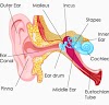Smallest bone in human body |