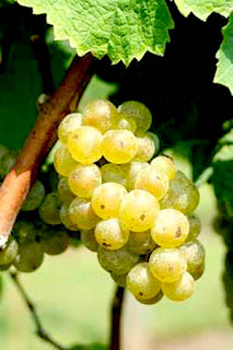 White Wine Grape