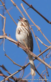 Song Sparrow