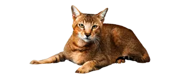 Exotic Cat Breeds - Chausie cats