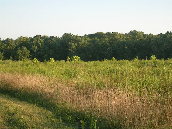 The meadow