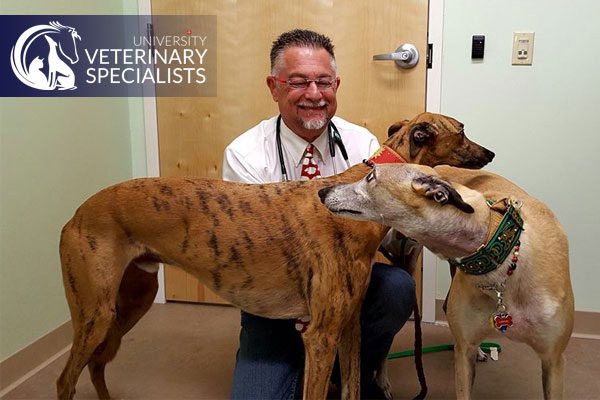 Dr Guillermo Couto greyhound health veterinary specialist 