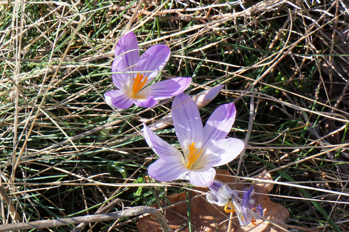 Spring flowers at Col de Vence