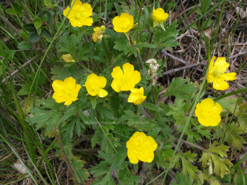 In nome dei fiori: Ranuncolo comune: fiori gialli di campo