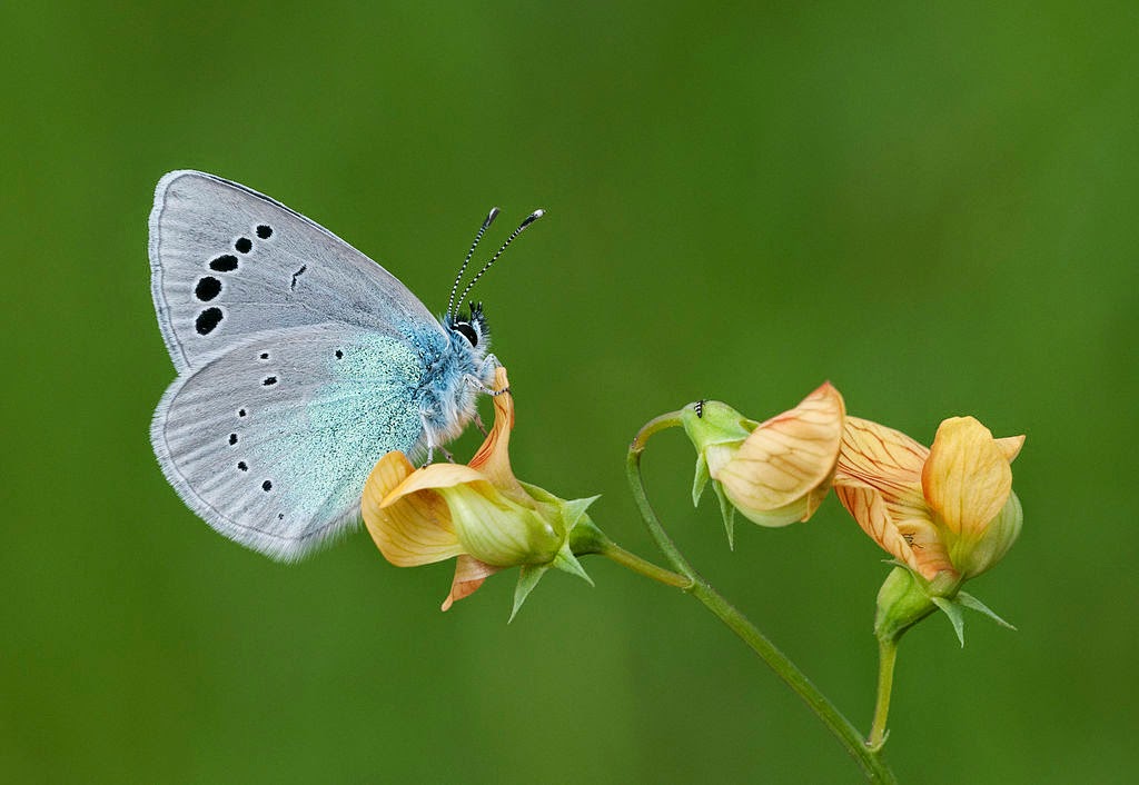 "<a href="http://commons.wikimedia.org/wiki/File:Butterfly_Green-underside_Blue_-_Glaucopsyche_alexis_01.jpg#/media/File:Butterfly_Green-underside_Blue_-_Glaucopsyche_alexis_01.jpg">Butterfly Green-underside Blue - Glaucopsyche alexis 01</a>" by <a href="//commons.wikimedia.org/wiki/User:Zcebeci" title="User:Zcebeci">Zeynel Cebeci</a> - <span class="int-own-work" lang="en">Own work</span>. Licensed under <a href="http://creativecommons.org/licenses/by-sa/4.0" title="Creative Commons Attribution-Share Alike 4.0">CC BY-SA 4.0</a> via <a href="//commons.wikimedia.org/wiki/">Wikimedia Commons</a>.