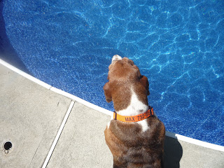 Bassett hound swimming pool