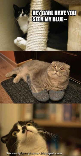 Hilarious cats photo