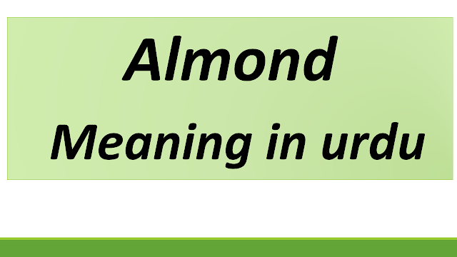 Almond meaning in urdu