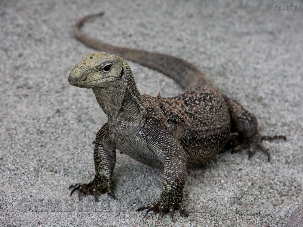 Hukum Daging Biawak Dan Dhab Fanpage Muslim