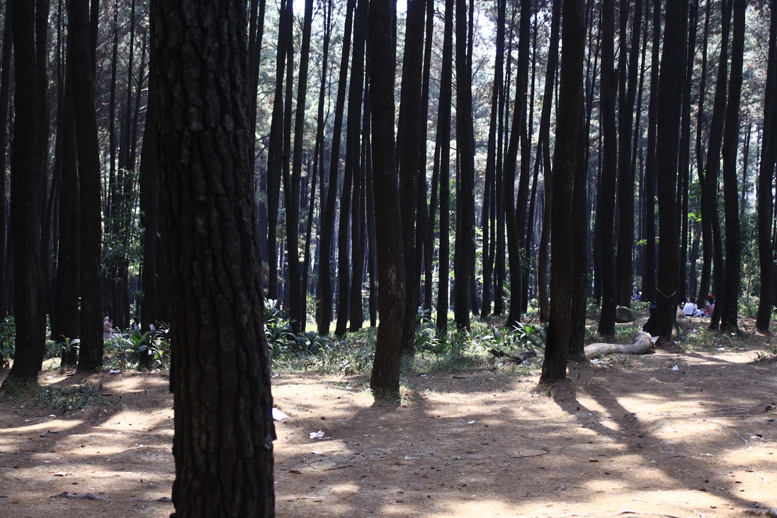 PINE FOREST Ala GUNUNG PANCAR BOGOR A Lot Of Stories From Zakia