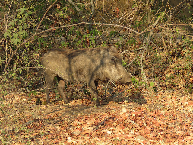 Kruger warthog
