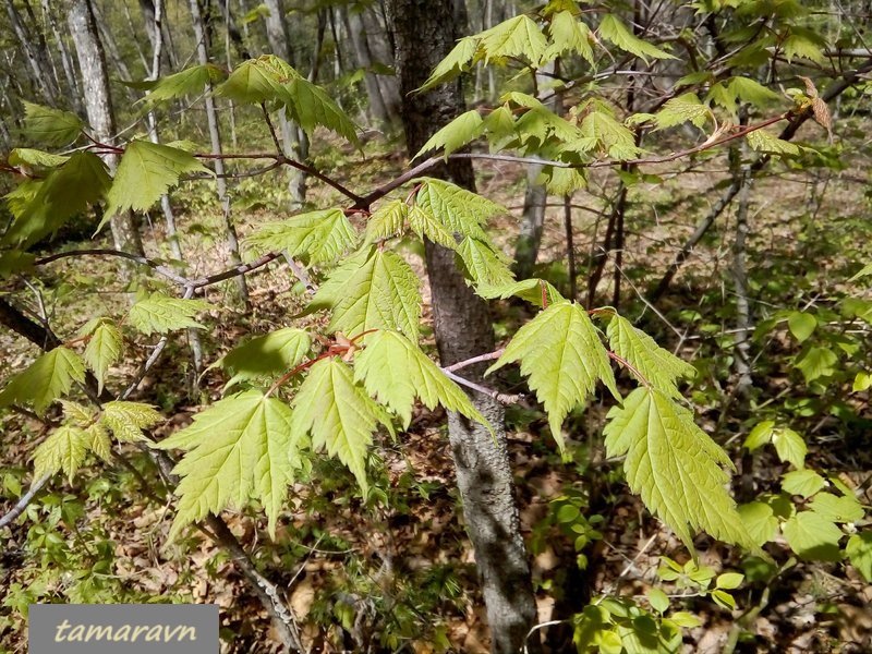 Клён бородатый / Клён бородчатонервный (Acer barbinerve)