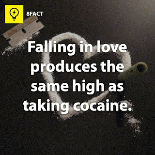 love facts , falling in love produces the same high as taking cocaine.