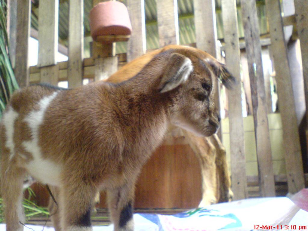 Ternakan Kambing di Kampung Muda Jaya, Pagoh: Beri 