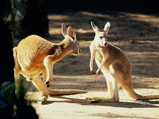 Kangaroo Wallpaper