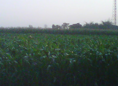 +Tanaman jagung hijau di sawah di waktu sore hari