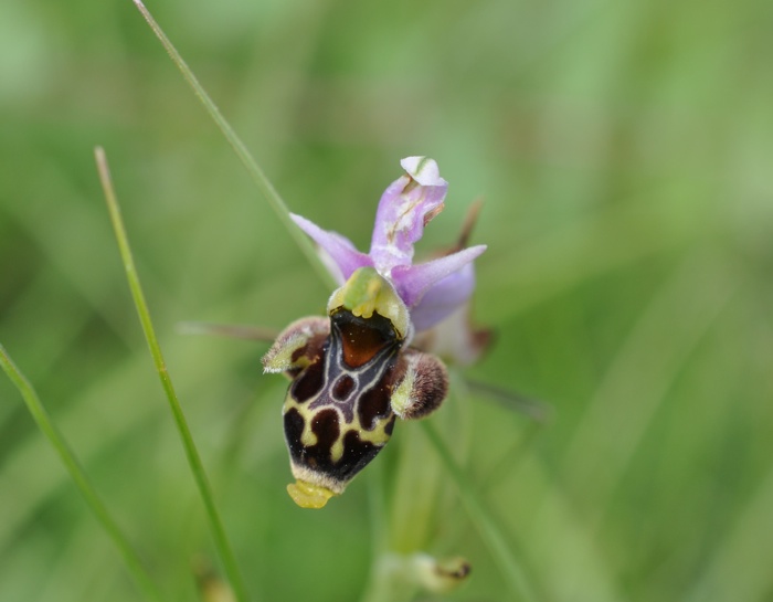 Ophrys Scolopax