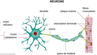 neurone