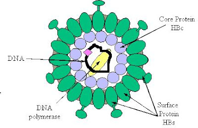 hepatitis b