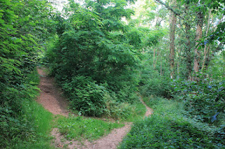 forêt du herrenwald