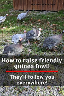 Trained guinea fowl