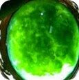 BACAN 3