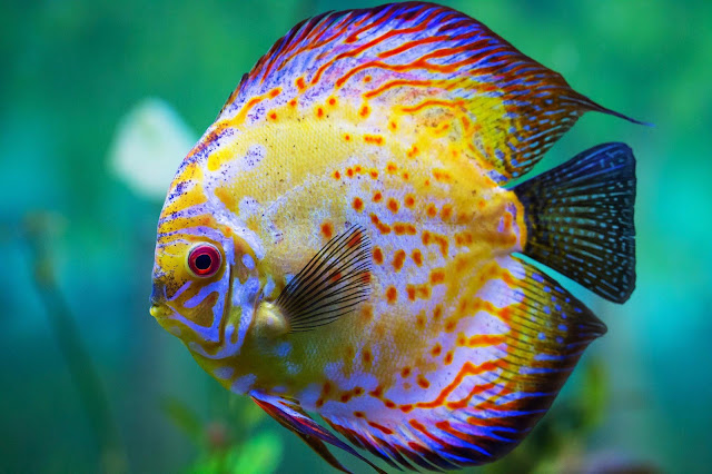 discus colorful fish