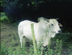 1981.07.12-020.02 vache sacrée des Indes