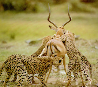 cheetah killing prey