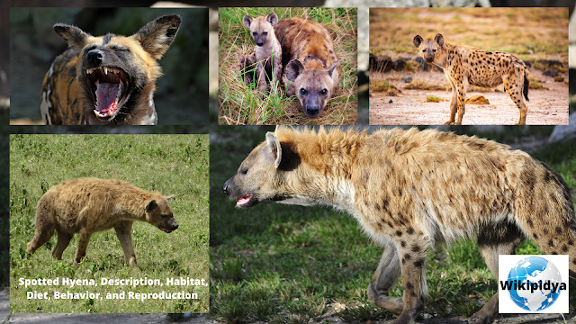 spotted hyena description what sound does a spotted hyena make spotted hyena description and facts spotted hyena description and characteristics spotted hyena description and adaptations spotted hyena description and traits spotted hyena description and salary spotted hyena description and function spotted hyena description attack spotted hyena description anatomy spotted hyena description appearance spotted hyena description algorithm spotted hyena breeding information how large is a spotted hyena what does a spotted hyena sound like spotted hyena captive diet how dangerous are spotted hyenas spotted hyena description diagram spotted hyena description drawing    spotted hyena description description spotted hyena description definition spotted hyena description duties spotted hyena description distribution spotted hyena description documentary spotted hyena description digestive system spotted hyena description dangerous